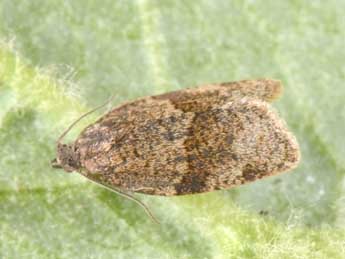 Syndemis musculana Hb. adulte - �Philippe Mothiron