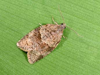 Syndemis musculana Hb. adulte - �Philippe Mothiron