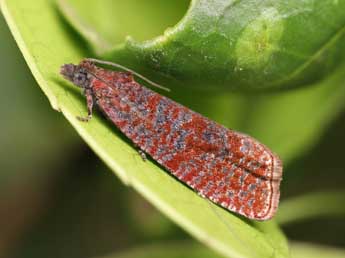 Stictea mygindiana D. & S. adulte - �Lionel Taurand