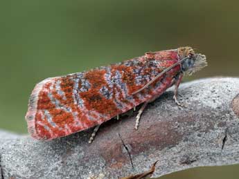 Stictea mygindiana D. & S. adulte - �Patrick Clement