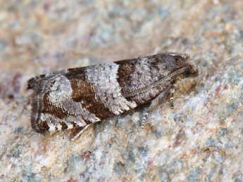 Rhopobota myrtillana Humph. & Westw. adulte - �Lionel Taurand