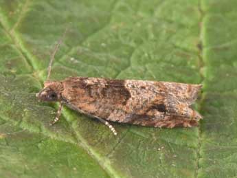 Rhopobota naevana Hb. adulte - �Philippe Mothiron