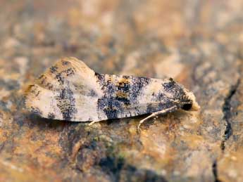 Cochylis nana Hw. adulte - �Lionel Taurand