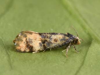 Cochylis nana Hw. adulte - �Philippe Mothiron