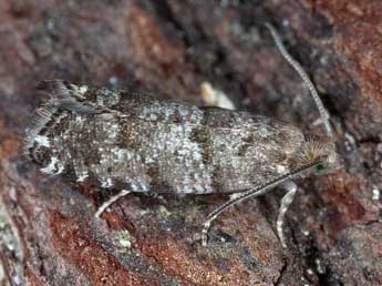 Epinotia nanana Tr. adulte - �Horst Pichler