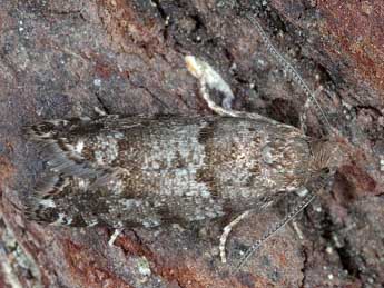 Epinotia nanana Tr. adulte - �Horst Pichler