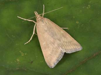 Udea nebulalis Hb. adulte - �Philippe Mothiron