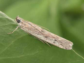 Homoeosoma nebulellum D. & S. adulte - �Philippe Mothiron