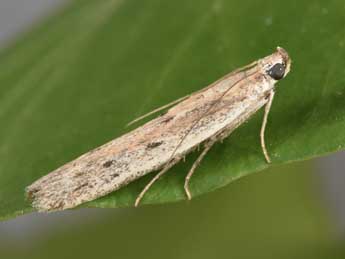 Homoeosoma nebulellum D. & S. adulte - �Philippe Mothiron