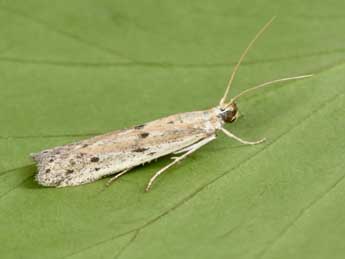 Homoeosoma nebulellum D. & S. adulte - �Philippe Mothiron