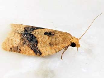 Clepsis neglectana H.-S. adulte - �Friedmar Graf