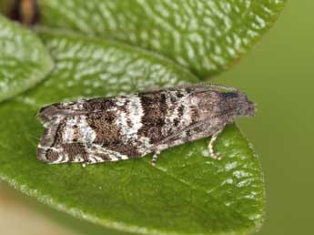 Epinotia nemorivaga Tengst. adulte - �J�rg Schmid