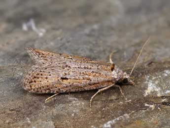 Eana nervana J. Joan. adulte - �Lionel Taurand