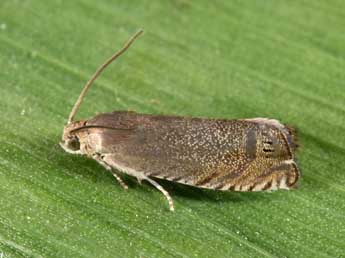 Cydia nigricana F. adulte - �Philippe Mothiron