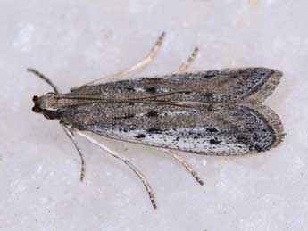 Homoeosoma nimbellum Dup. adulte - �Paolo Mazzei