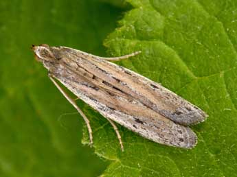 Homoeosoma nimbellum Dup. adulte - �Philippe Mothiron