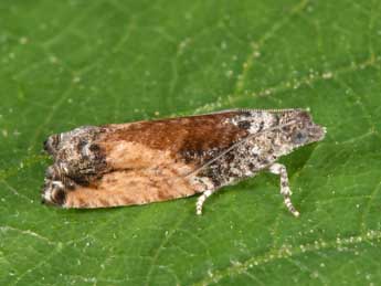 Epinotia nisella Cl. adulte - �Philippe Mothiron