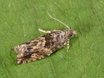 Epinotia nisella Cl. adulte - �Philippe Mothiron