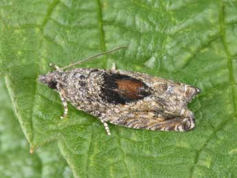 Epinotia nisella Cl. adulte - �Philippe Mothiron