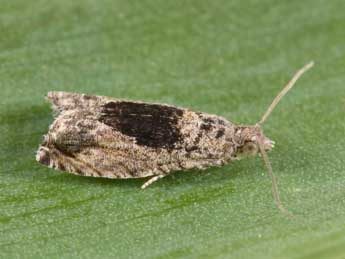 Epinotia nisella Cl. adulte - �Philippe Mothiron