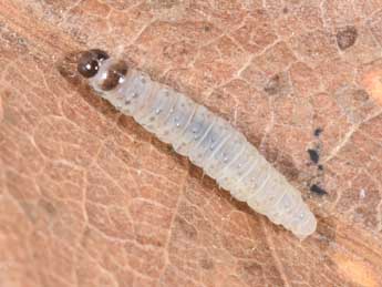  Chenille de Epinotia nisella Cl. - �Philippe Mothiron