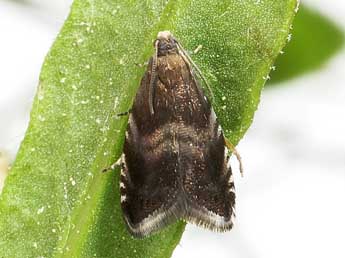 Strophedra nitidana F. adulte - �Friedmar Graf