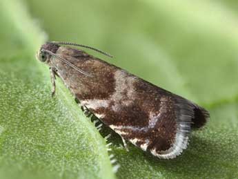 Strophedra nitidana F. adulte - �Patrick Clement