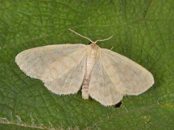 Idaea nitidata H.-S. adulte - �Philippe Mothiron