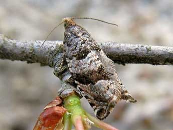 Gypsonoma nitidulana Lienig adulte - �Friedmar Graf