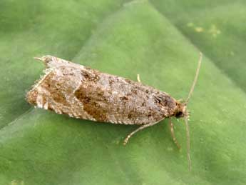 Gypsonoma nitidulana Lienig adulte - �Philippe Mothiron