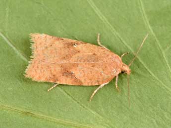 Acleris notana Donovan adulte - �Philippe Mothiron