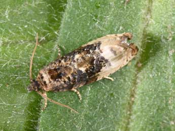 Hedya nubiferana Hw. adulte - �Philippe Mothiron