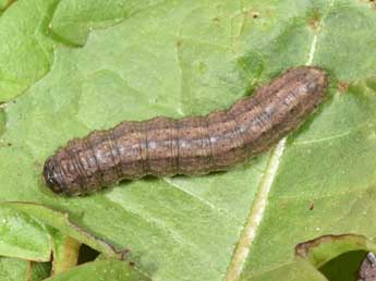  Chenille de Euxoa obelisca D. & S. - �Philippe Mothiron