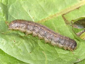  Chenille de Euxoa obelisca D. & S. - �Philippe Mothiron