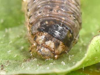  Chenille de Euxoa obelisca D. & S. - �Philippe Mothiron