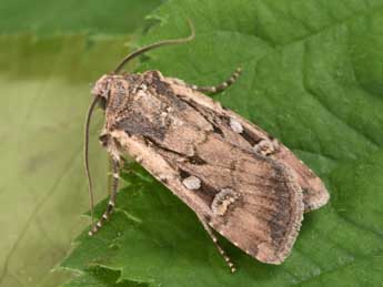 Euxoa obelisca D. & S. adulte - �Philippe Mothiron