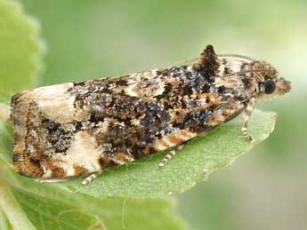 Endothenia oblongana Hw. adulte - �Friedmar Graf