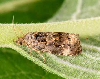 Endothenia oblongana Hw. adulte - �Philippe Mothiron