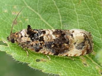 Endothenia oblongana Hw. adulte - �Friedmar Graf