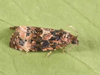 Endothenia oblongana Hw. adulte - �Philippe Mothiron