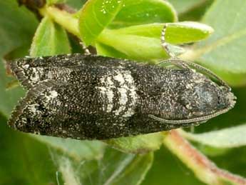 Pammene obscurana Stph. adulte - �Friedmar Graf