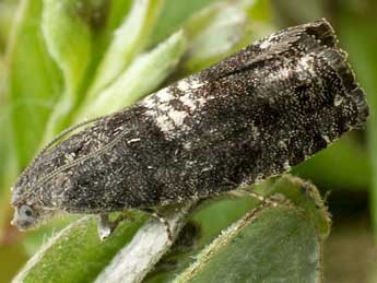 Pammene obscurana Stph. adulte - �Friedmar Graf