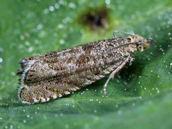 Dichrorampha obscuratana Wolff adulte - �Michel Billard