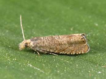 Dichrorampha obscuratana Wolff adulte - �Philippe Mothiron