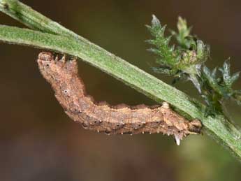  Chenille de Charissa obscurata obscurata D. & S. - �Philippe Mothiron