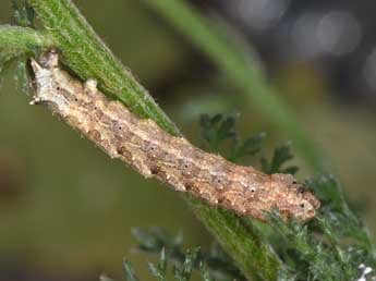  Chenille de Charissa obscurata obscurata D. & S. - �Philippe Mothiron