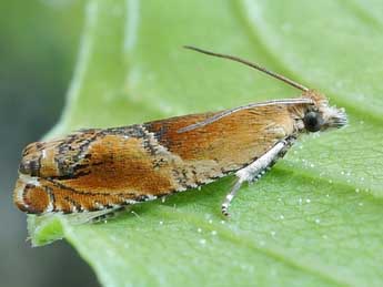 Ancylis obtusana Hw. adulte - �Friedmar Graf