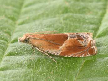 Ancylis obtusana Hw. adulte - �Philippe Mothiron