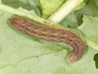  Chenille de Mniotype occidentalis Yela & al. - �Philippe Mothiron