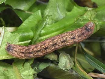  Chenille de Mniotype occidentalis Yela & al. - �Philippe Mothiron